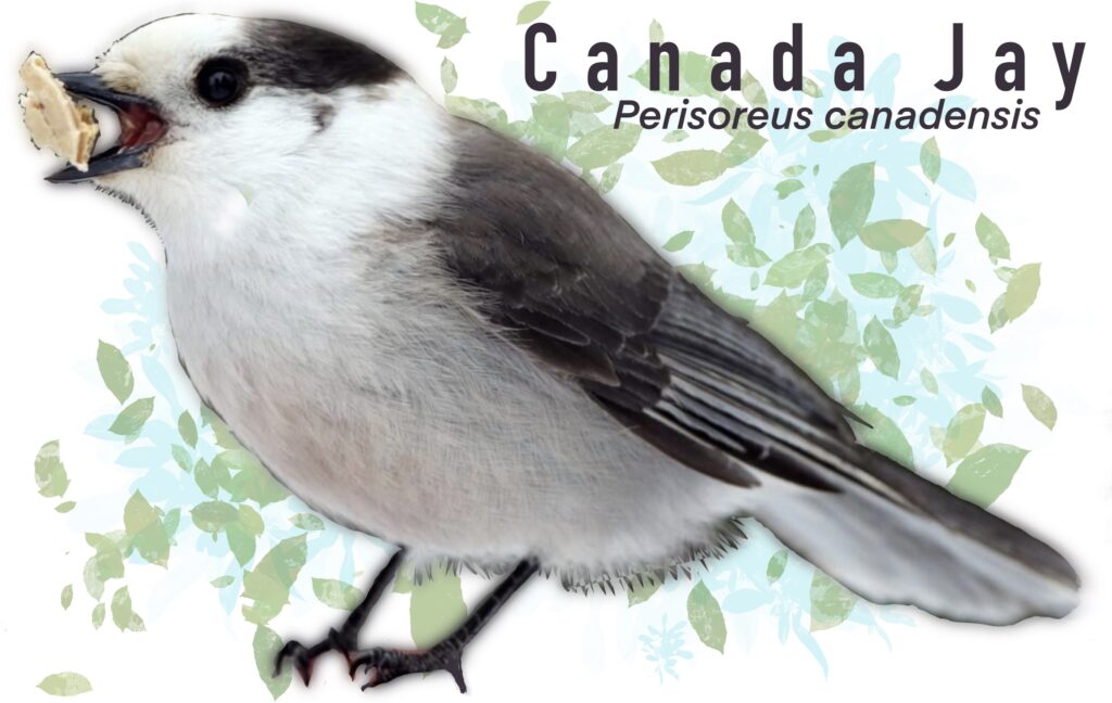 Meet our national bird: the gray jay