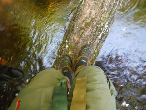 Balanced on a deadfall